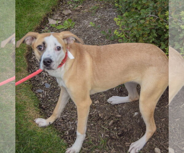 Medium Photo #4 American Staffordshire Terrier-Pointer Mix Puppy For Sale in Huntley, IL, USA