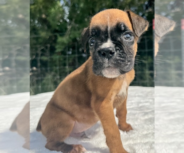Medium Photo #3 Boxer Puppy For Sale in PAWNEE CITY, NE, USA