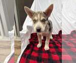 Small #2 Siberian Husky Mix