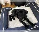 Small Photo #2 Cane Corso Puppy For Sale in ARDEN, NC, USA