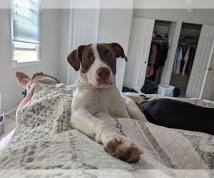 American Pit Bull Terrier-Unknown Mix Dogs for adoption in Germantown, OH, USA