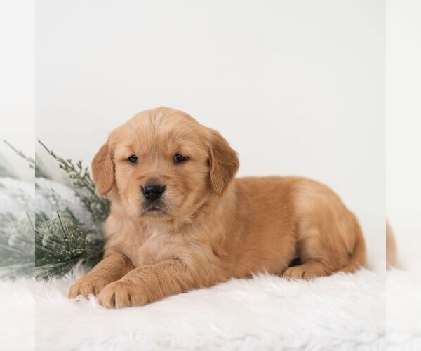 Medium Photo #4 Golden Retriever Puppy For Sale in NEWPORT, PA, USA