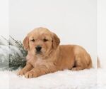 Small #3 Golden Retriever