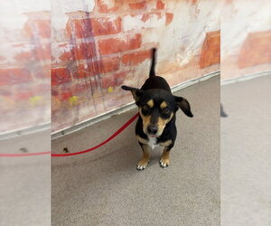 Chihuahua-Unknown Mix Dogs for adoption in San Bernardino, CA, USA
