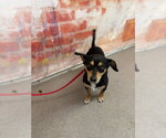 Small Chihuahua Mix