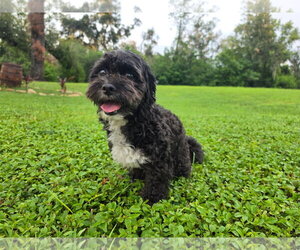Maltese-Unknown Mix Dogs for adoption in Valrico, FL, USA