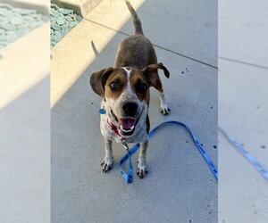 Mutt Dogs for adoption in Waterford, VA, USA