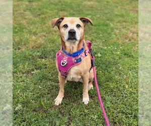 Labrador Retriever Dogs for adoption in Boston, MA, USA