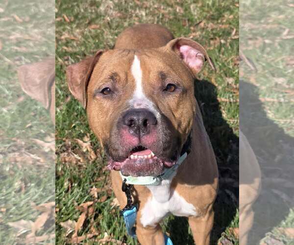 Medium Photo #2 American Pit Bull Terrier-Unknown Mix Puppy For Sale in Millersville, MD, USA