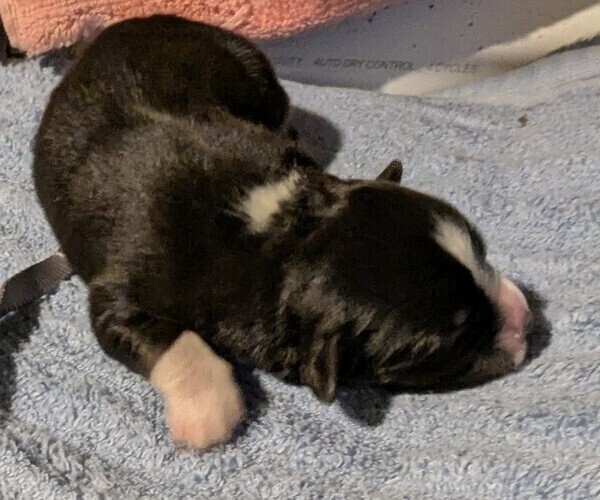 Medium Photo #38 Australian Shepherd Puppy For Sale in SYLVA, NC, USA