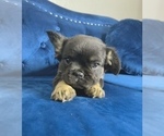 Small #34 French Bulldog