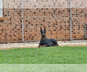 Mother of the Doberman Pinscher puppies born on 07/26/2026