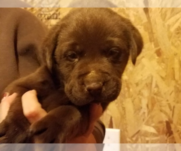 Medium Photo #1 Labrador Retriever Puppy For Sale in HUNTSVILLE, AR, USA