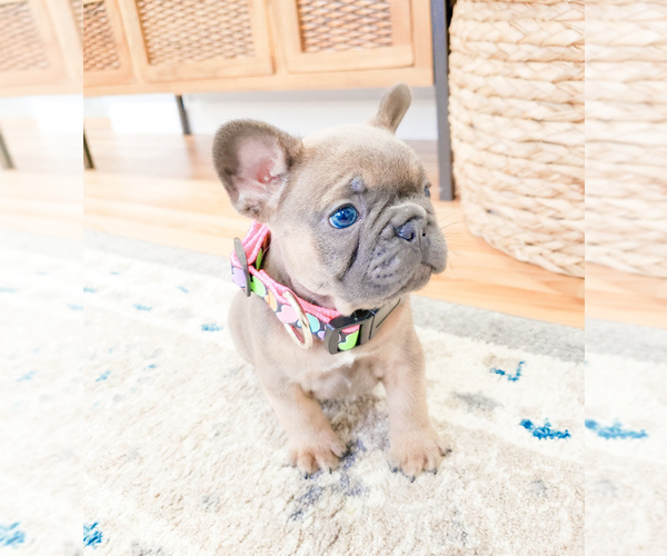 Medium Photo #6 French Bulldog Puppy For Sale in ARLINGTON, WA, USA