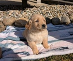 Small #2 Golden Retriever