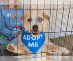 Small #4 Wheaten Terrier Mix