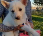 Small Photo #2 German Shepherd Dog Puppy For Sale in TONOPAH, NV, USA