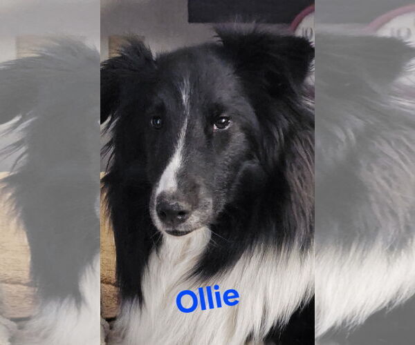 Medium Photo #4 Mutt Puppy For Sale in Columbus, OH, USA