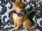 Small Photo #4 Pom-Shi Puppy For Sale in HONEY BROOK, PA, USA