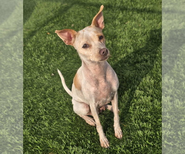 Medium Photo #9 Chihuahua-Unknown Mix Puppy For Sale in Lakewood, CO, USA