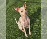 Small #8 Chihuahua Mix