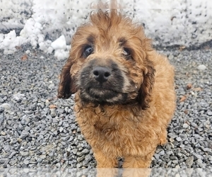 Cockapoo Puppy for sale in PROVIDENCE, RI, USA