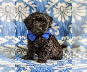 Havanese-Poodle (Toy) Mix Puppy for sale in CHRISTIANA, PA, USA