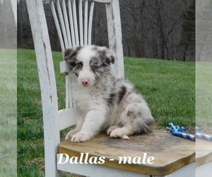 Border Collie Puppy for sale in CLARKRANGE, TN, USA