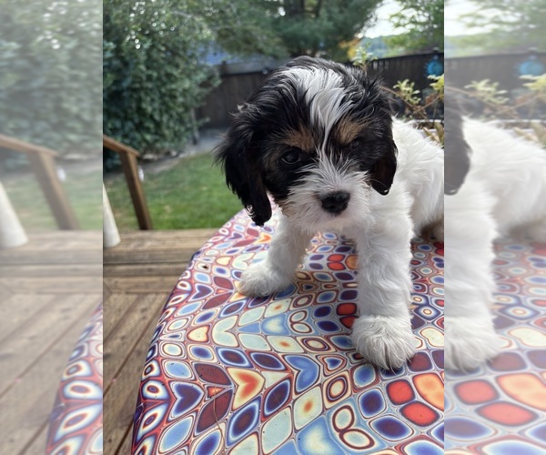 Medium Photo #4 Cavachon Puppy For Sale in OLYMPIA, WA, USA