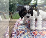 Small #3 Cavachon