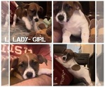 Puppy Lady Jack Russell Terrier