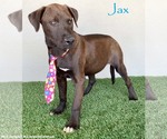 Small #4 Chocolate Labrador retriever-Weimaraner Mix