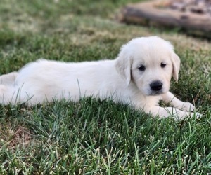 Golden Retriever Puppy for sale in CONGERVILLE, IL, USA