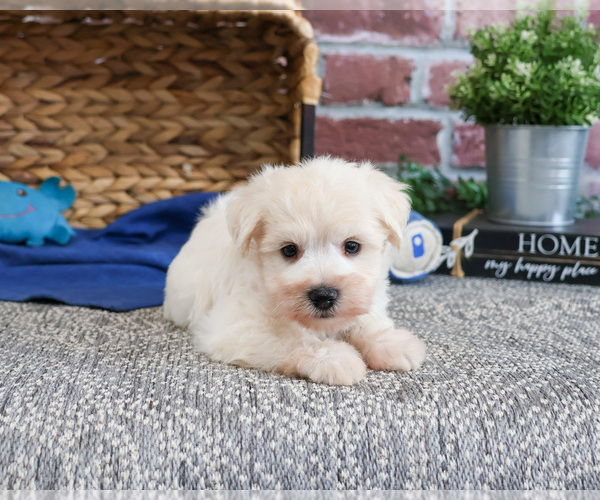 Medium Photo #17 Schnauzer (Miniature) Puppy For Sale in SYRACUSE, IN, USA