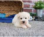 Small #16 Schnauzer (Miniature)