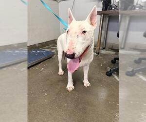 Bull Terrier Dogs for adoption in Camarillo, CA, USA