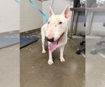 SUKI - Male Bull Terrier Dog for Adoption - Small photo