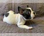 Small Photo #1 French Bulldog Puppy For Sale in MBORO, TN, USA
