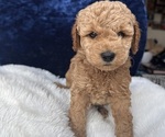 Small Photo #45 Goldendoodle (Miniature) Puppy For Sale in SAN FERNANDO, CA, USA