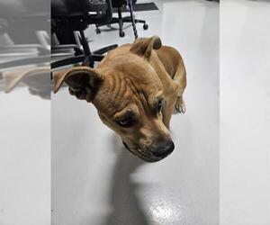 Mutt Dogs for adoption in Temple, TX, USA