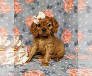 Cavalier King Charles Spaniel Puppy for sale in QUARRYVILLE, PA, USA