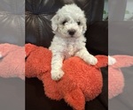 Puppy Casper Bichpoo mix (+ Bichon Frise)