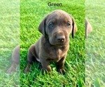 Puppy Green Labrador Retriever