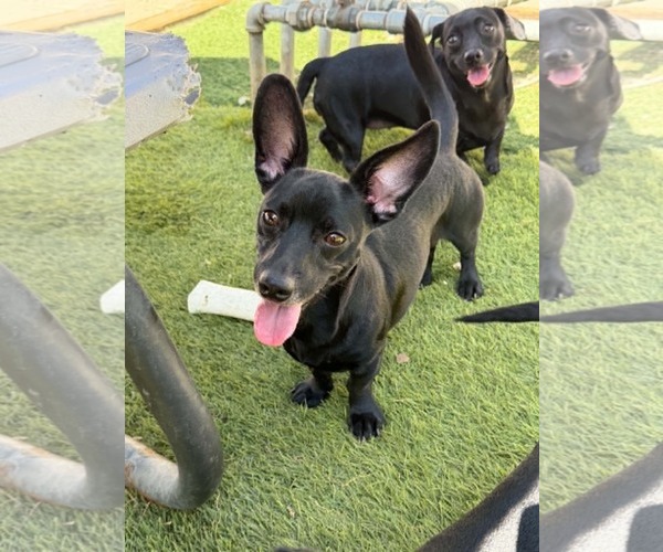 Medium Photo #4 Dachshund-Unknown Mix Puppy For Sale in La Verne, CA, USA