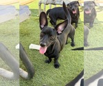 Small #3 Dachshund Mix