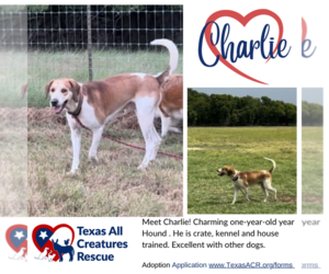 Mutt Dogs for adoption in Lillian, TX, USA