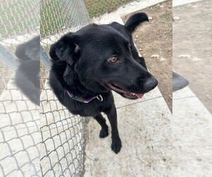 Labrador Retriever-Unknown Mix Dogs for adoption in Pierceton , IN, USA