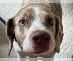 Small #3 Beagle Mix