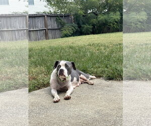 American Staffordshire Terrier-Bull Terrier Mix Dogs for adoption in Holly Springs, NC, USA