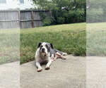 Small American Staffordshire Terrier-Bull Terrier Mix